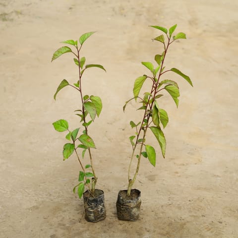 Set Of 2 - Hibiscus Desi / Gudhal Red in 4 Inch Nursery Bag