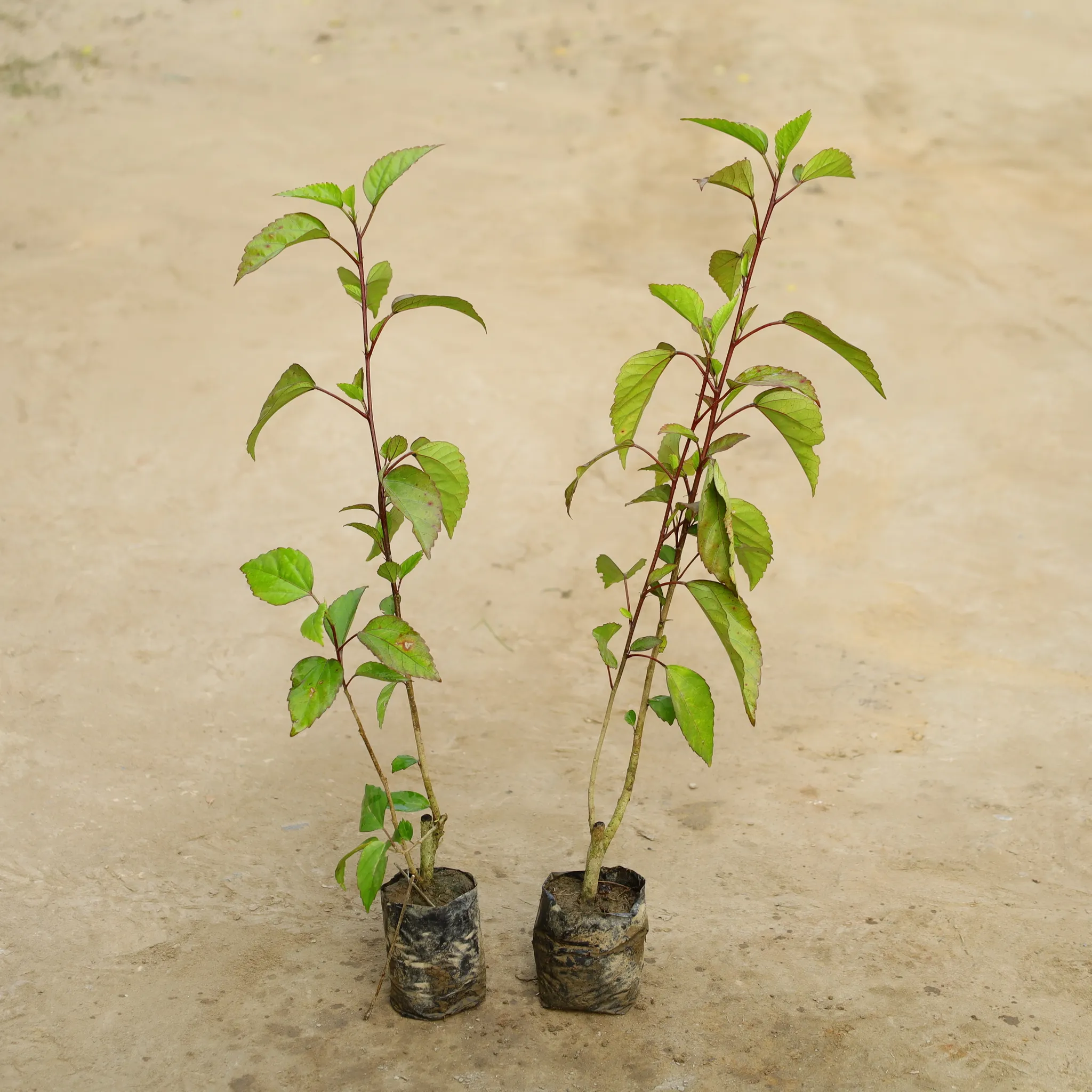 Set Of 2 - Hibiscus Desi / Gudhal Red in 4 Inch Nursery Bag
