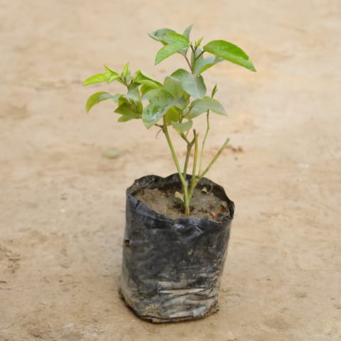 Rakhi Bel / Passiflora / Passionflower in 6 Inch Nursery Bag