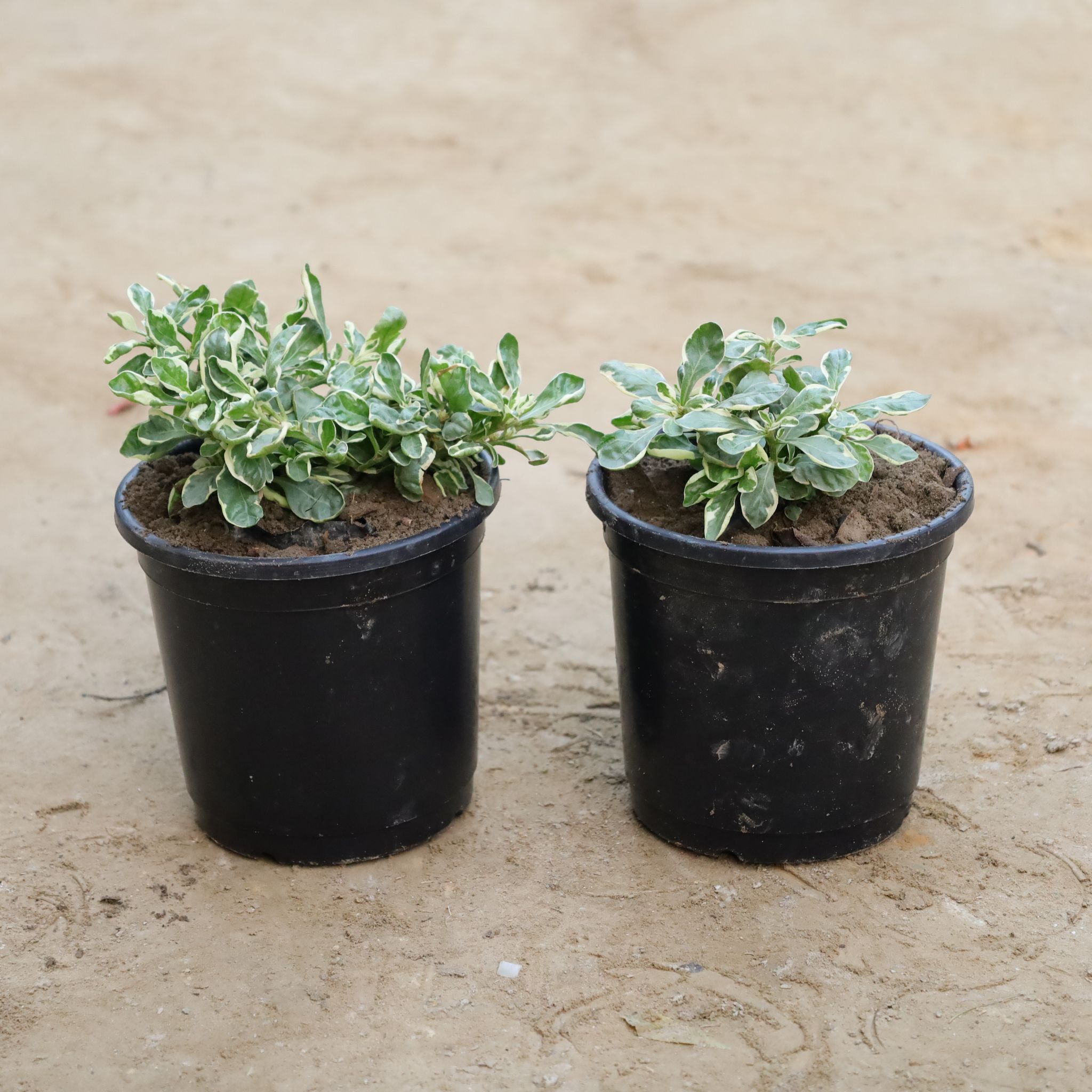 Set Of 2 - Alternanthera Varigated in 6 Inch Nursery Bag