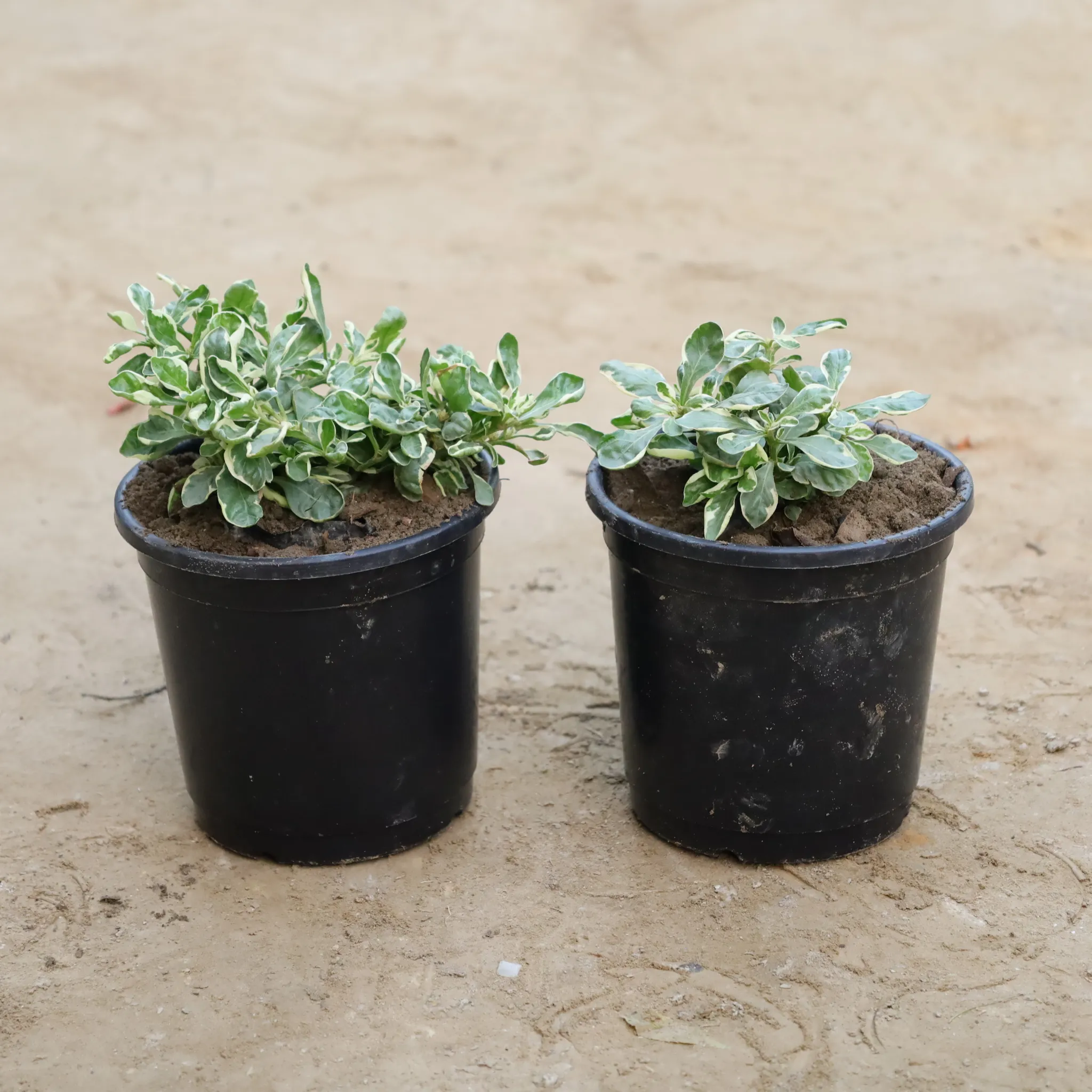 Set Of 2 - Alternanthera Varigated in 6 Inch Nursery Bag