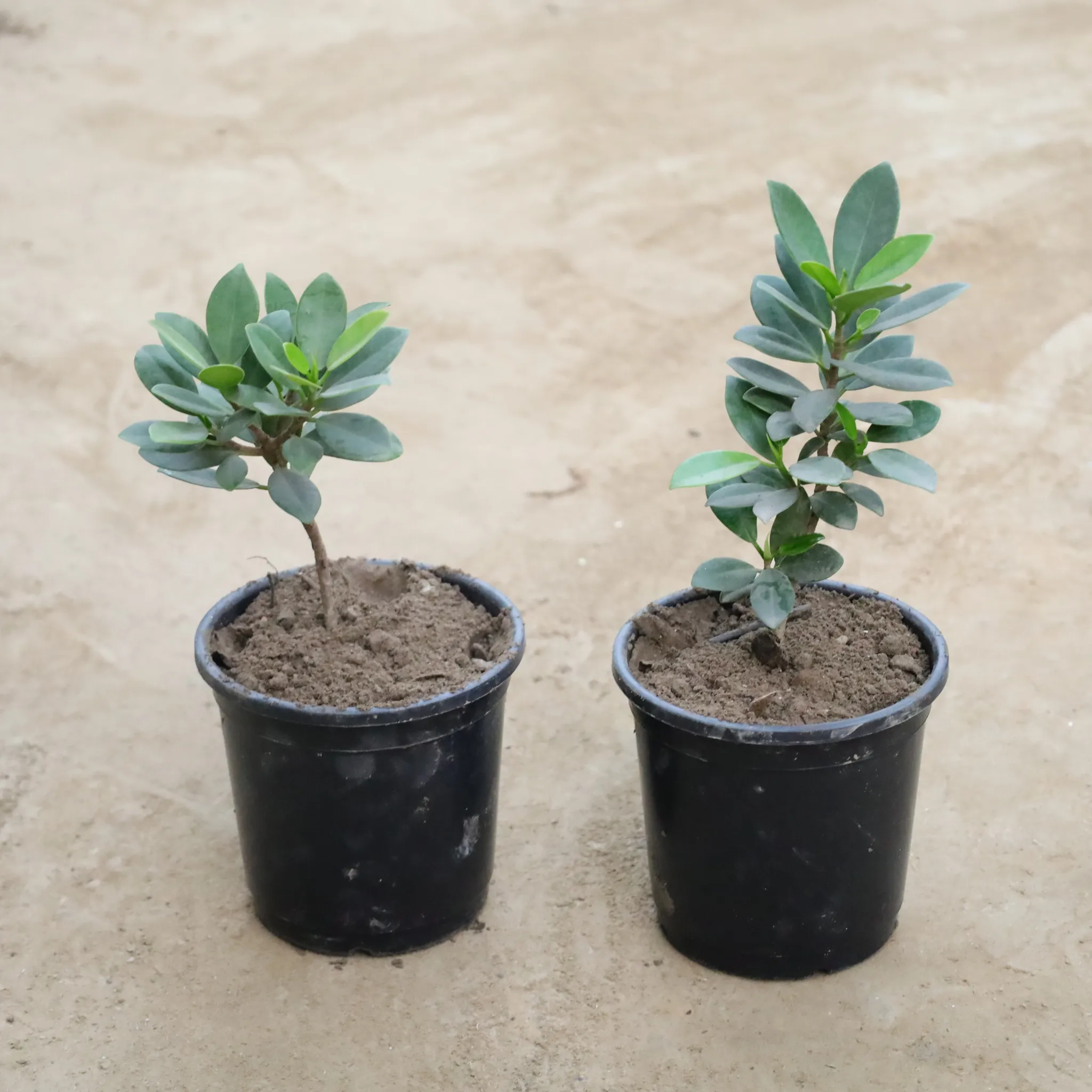 Set Of 2 - Iceland in 6 Inch Nursery Pot
