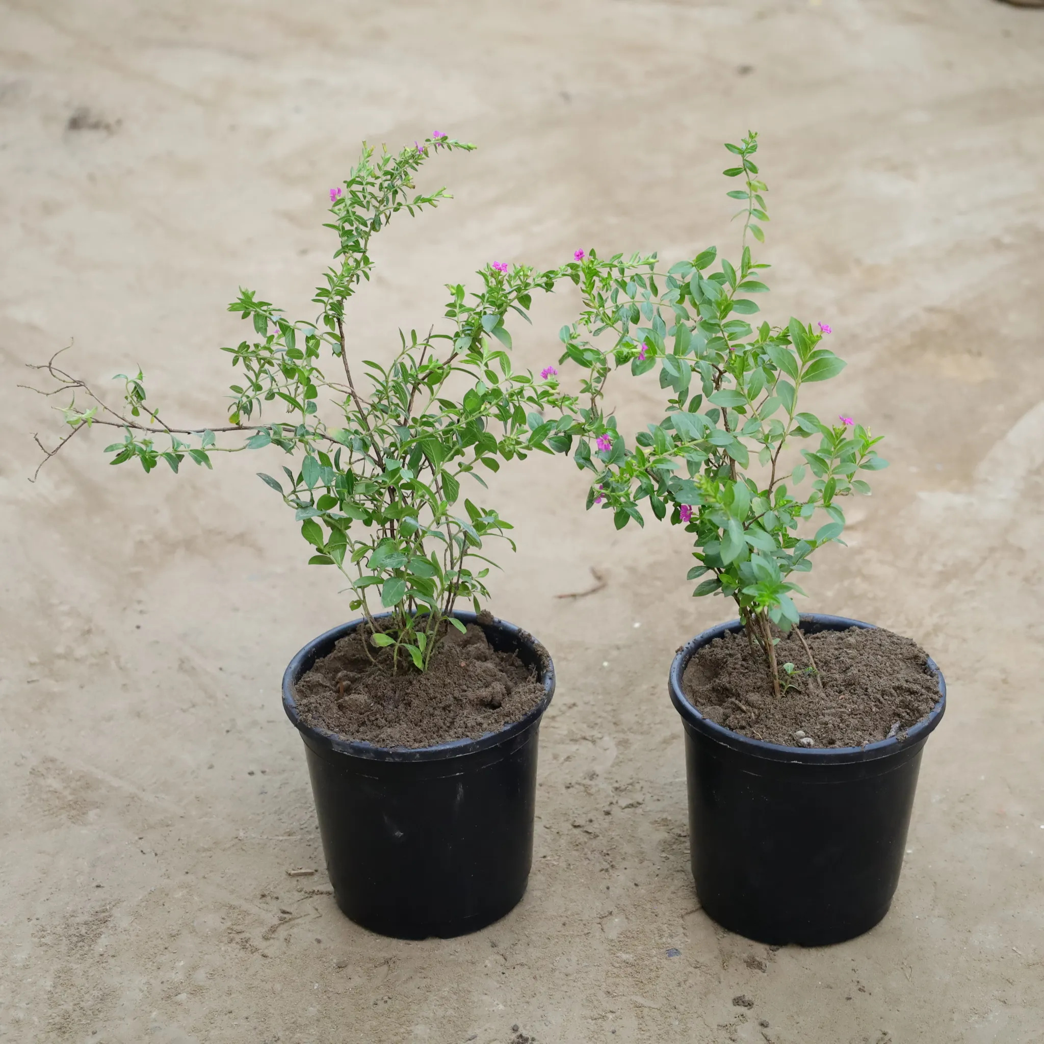 Set Of 2 - Cuphea / False Heather (Any Colour) in 6 Inch Nursery Pot