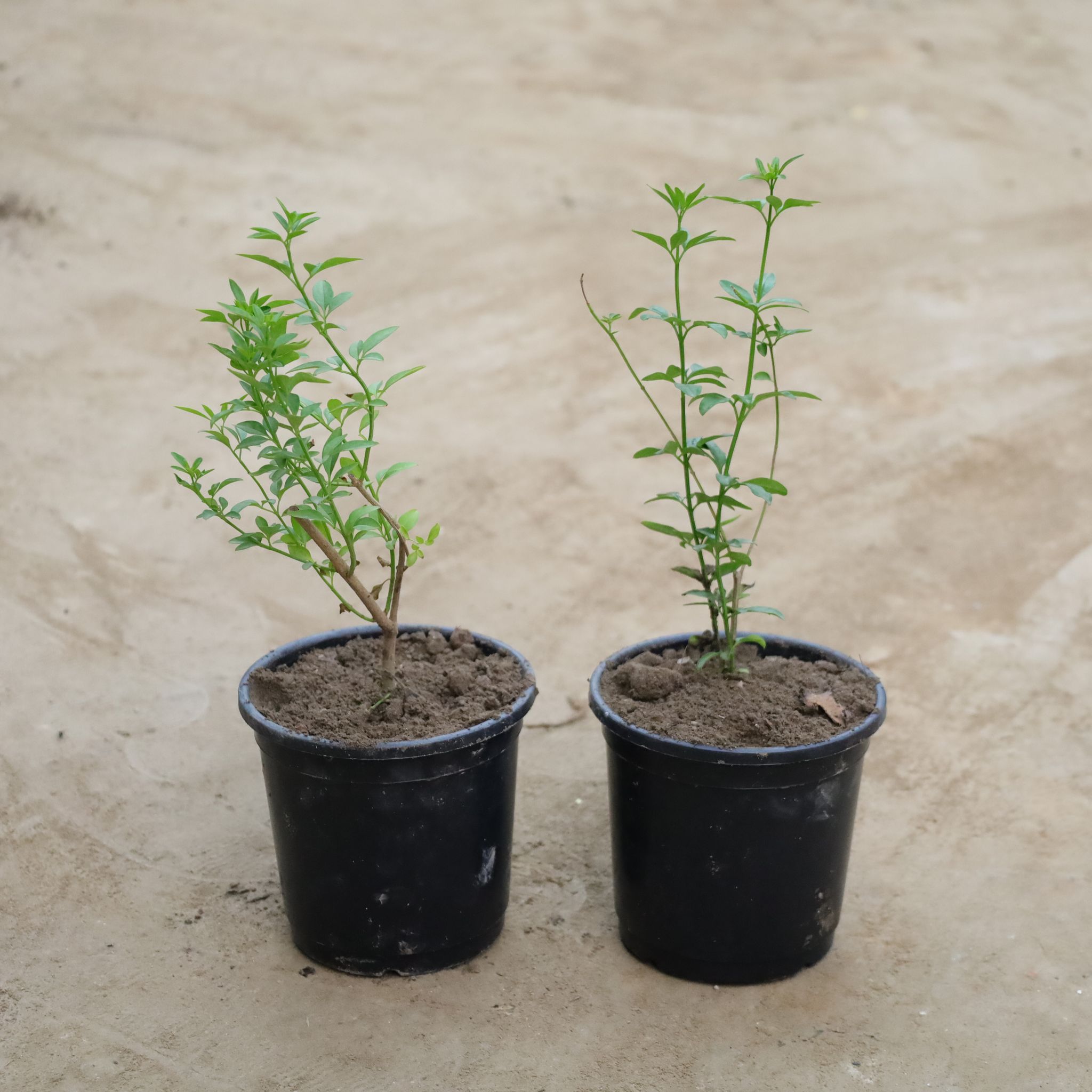 Set Of 2 - Chameli Yellow in 6 Inch Nursery Pot