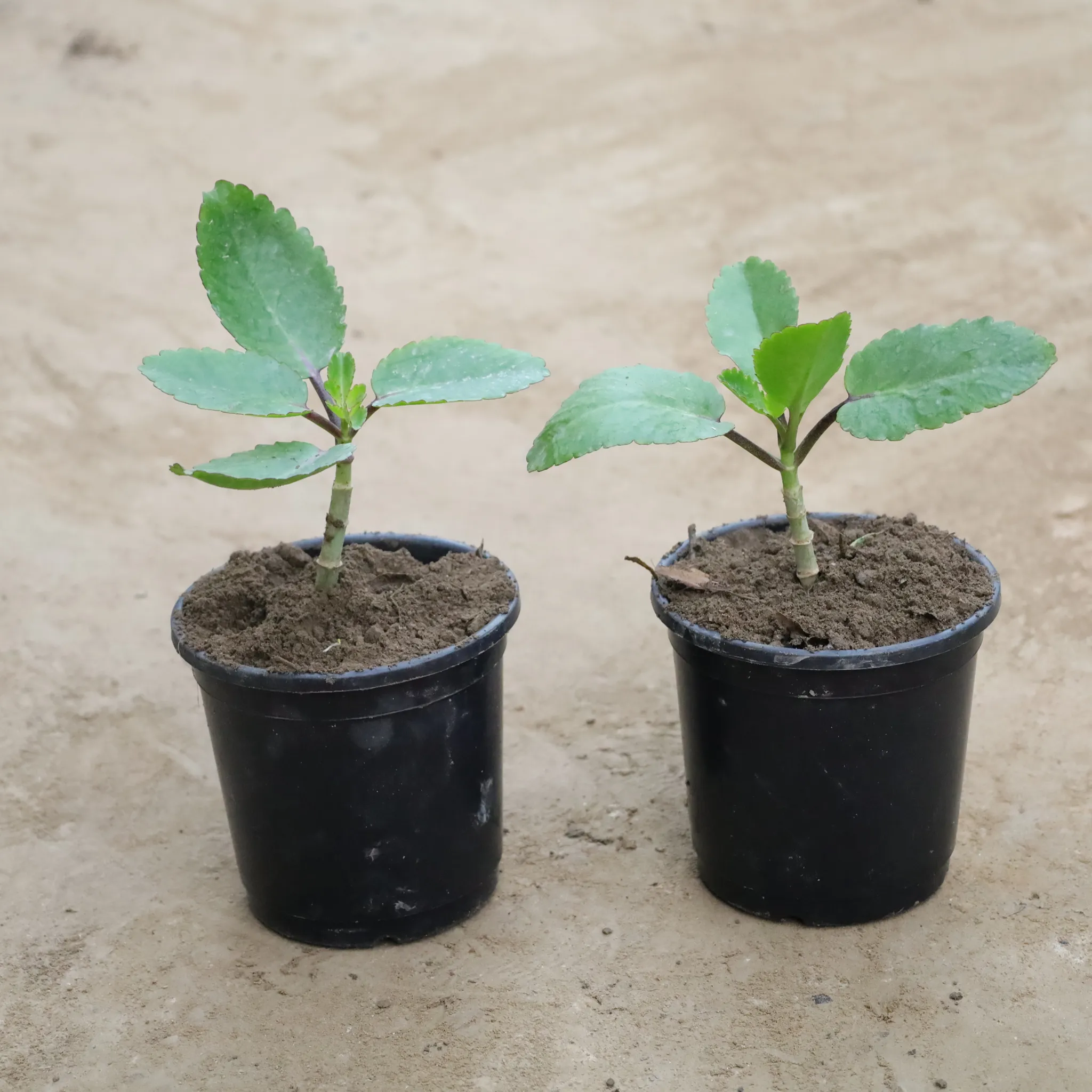 Set Of 2 - Patharchatta / Kalanchoe Pinnata in 6 Inch Nursery Pot