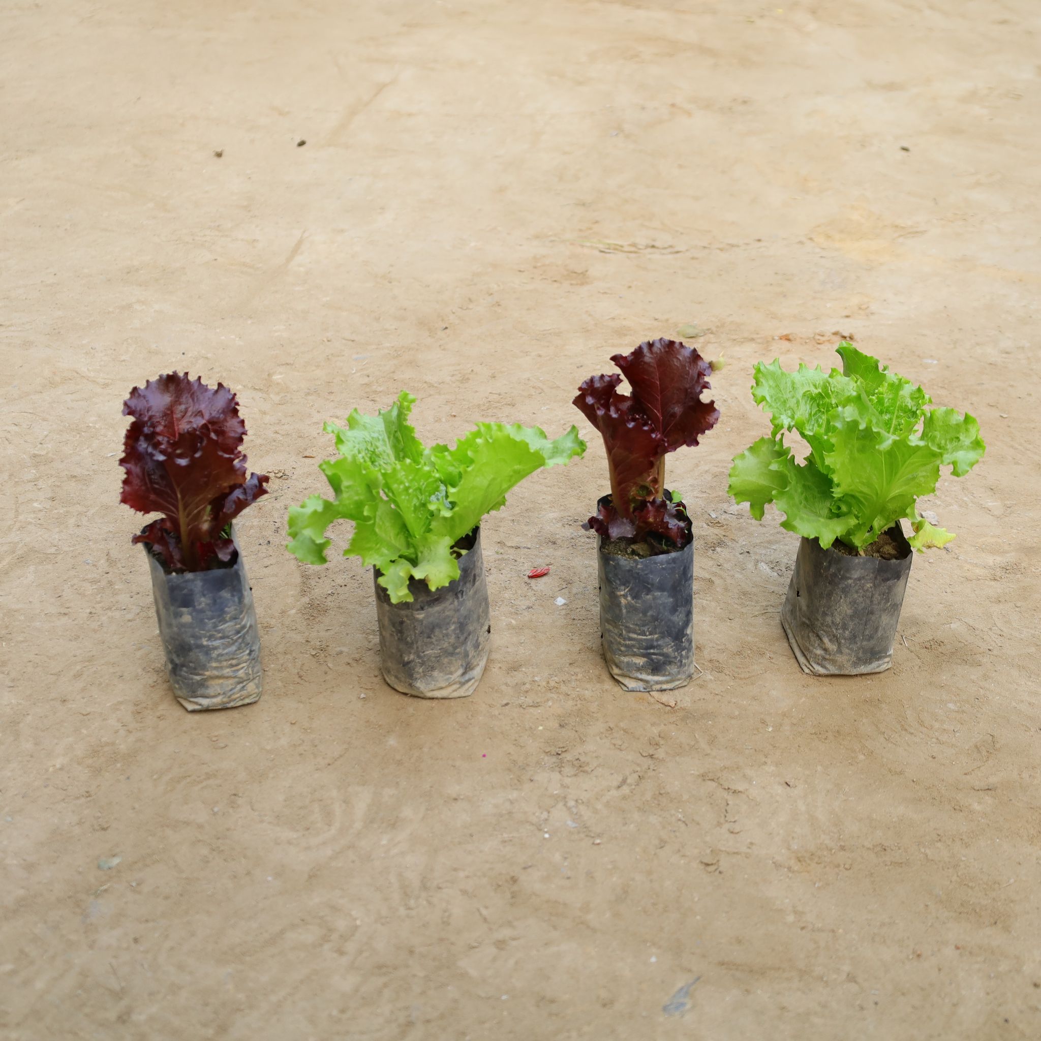 Set Of 4 - Lettuce Green & Black in 4 Inch Nursery Bag