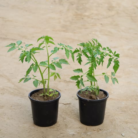 Set Of 2 - Red Tomato in 6 Inch Nursery Pot