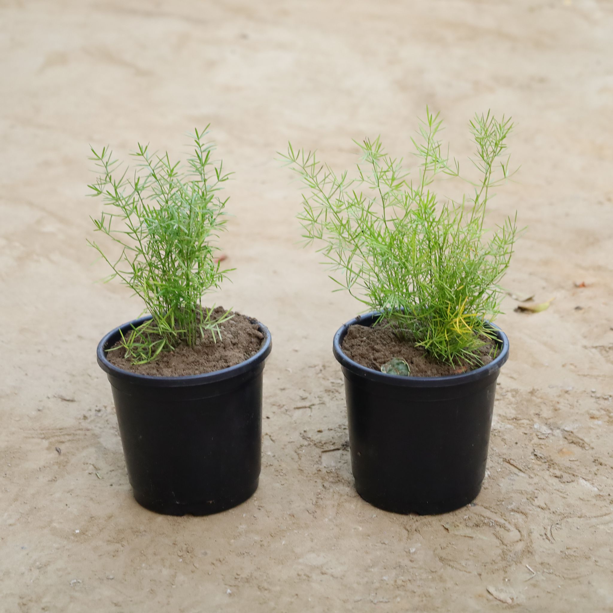 Set Of 2 - Asparagus Mary in 6 Inch Nursery Pot