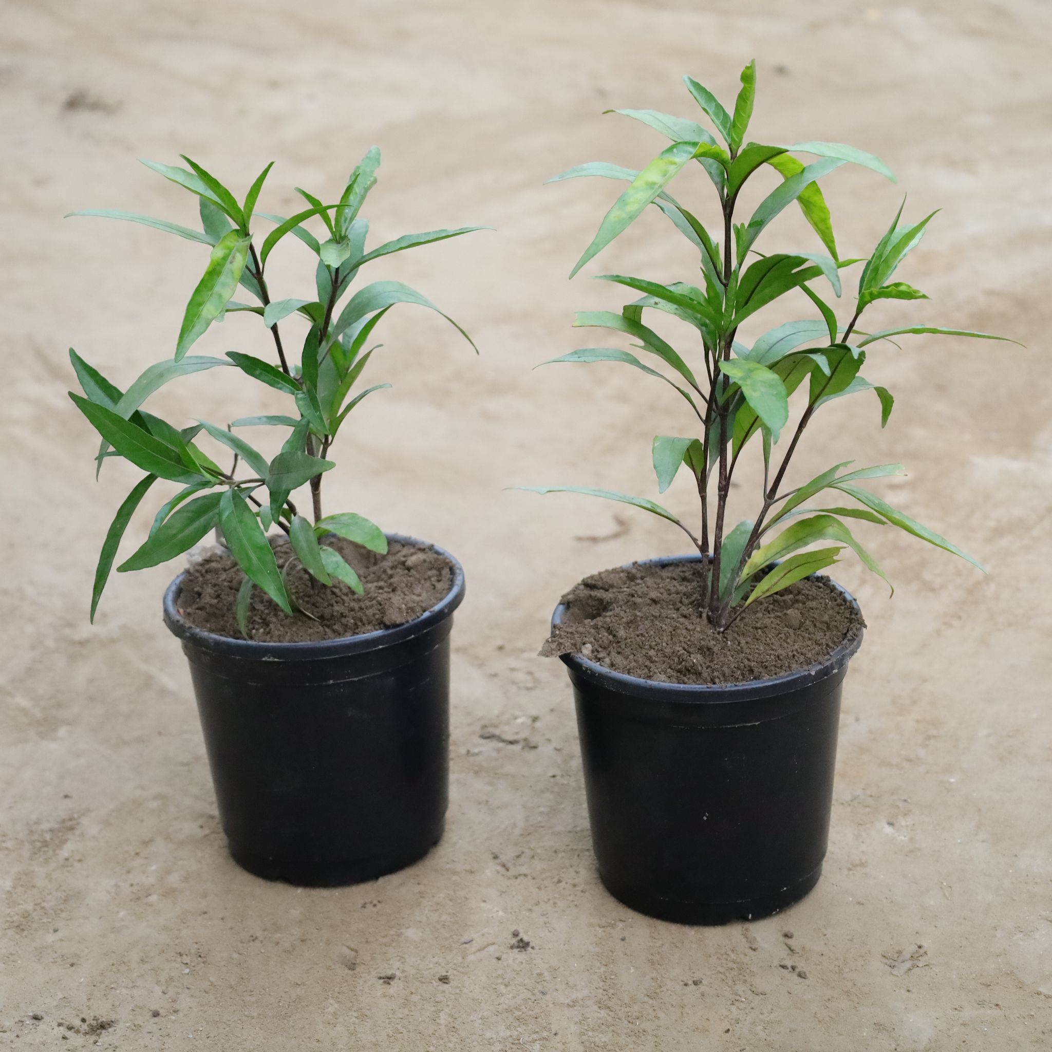 Set Of 2 - Sukh Shanti in 6 Inch Nursery Pot