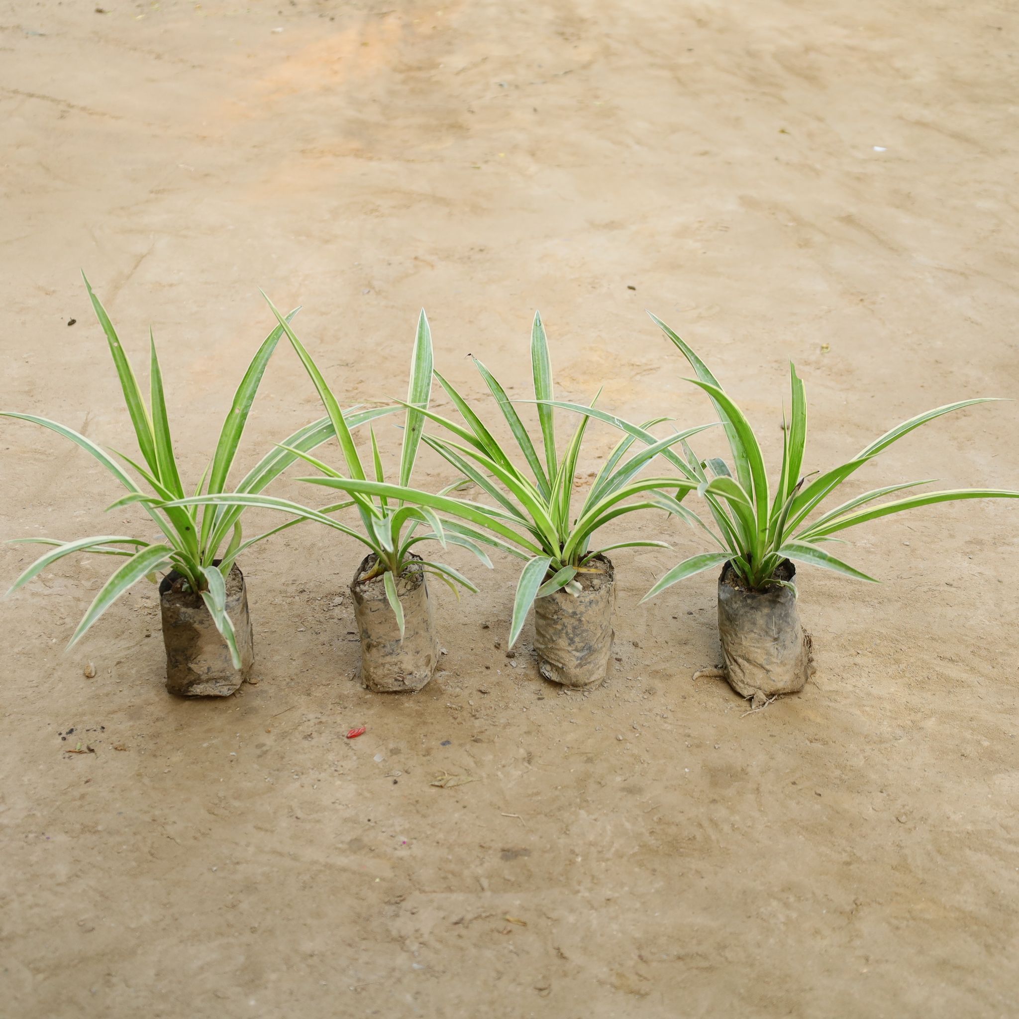 Set Of 4 - Air Purifier Spider in 4 Inch Nursery Bag