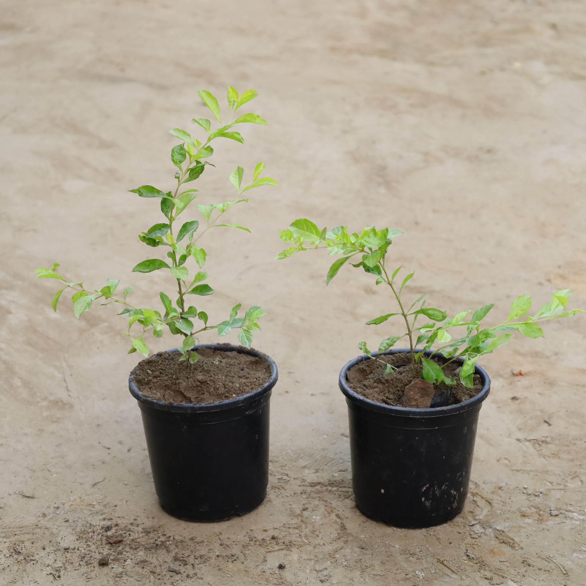 Set Of 2 - Golden Duranta in 6 Inch Nursery Pot