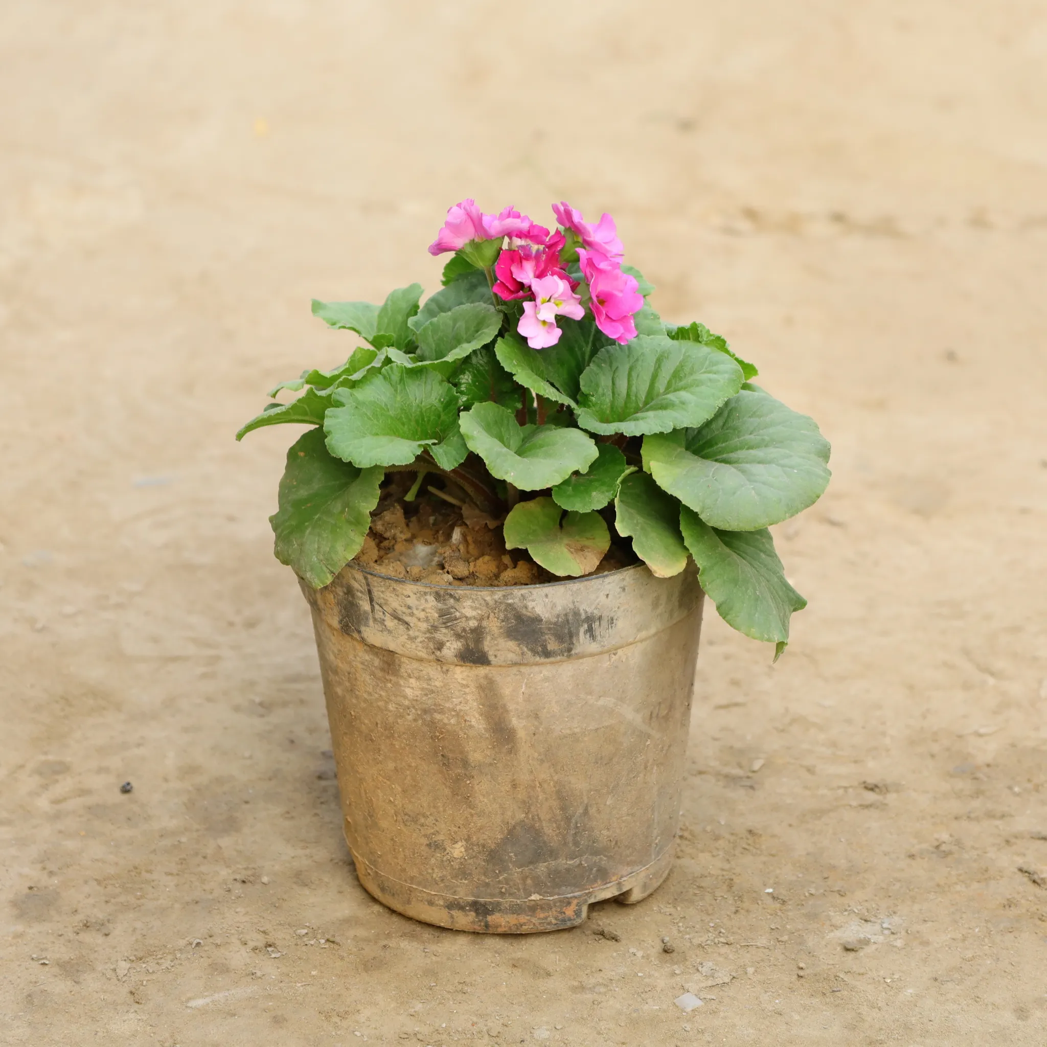 Geranium (Any Colour) in 6 Inch Nursery Pot
