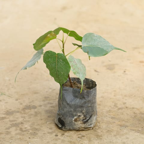 Peepal / Sacred Fig in 4 Inch Nursery Bag