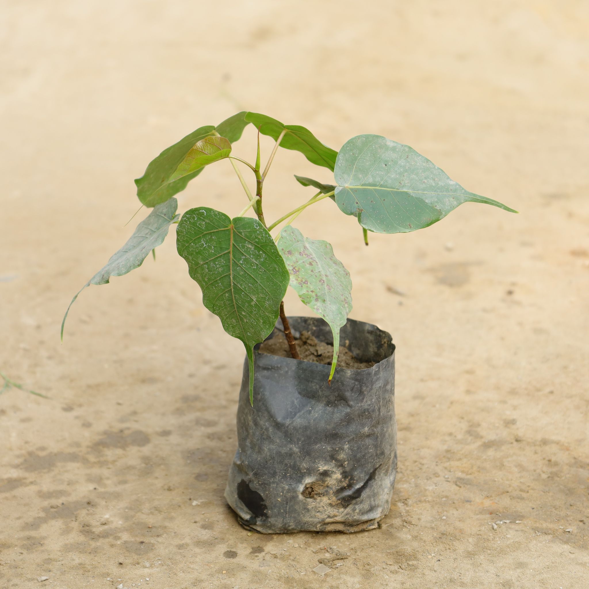 Peepal / Sacred Fig in 4 Inch Nursery Bag