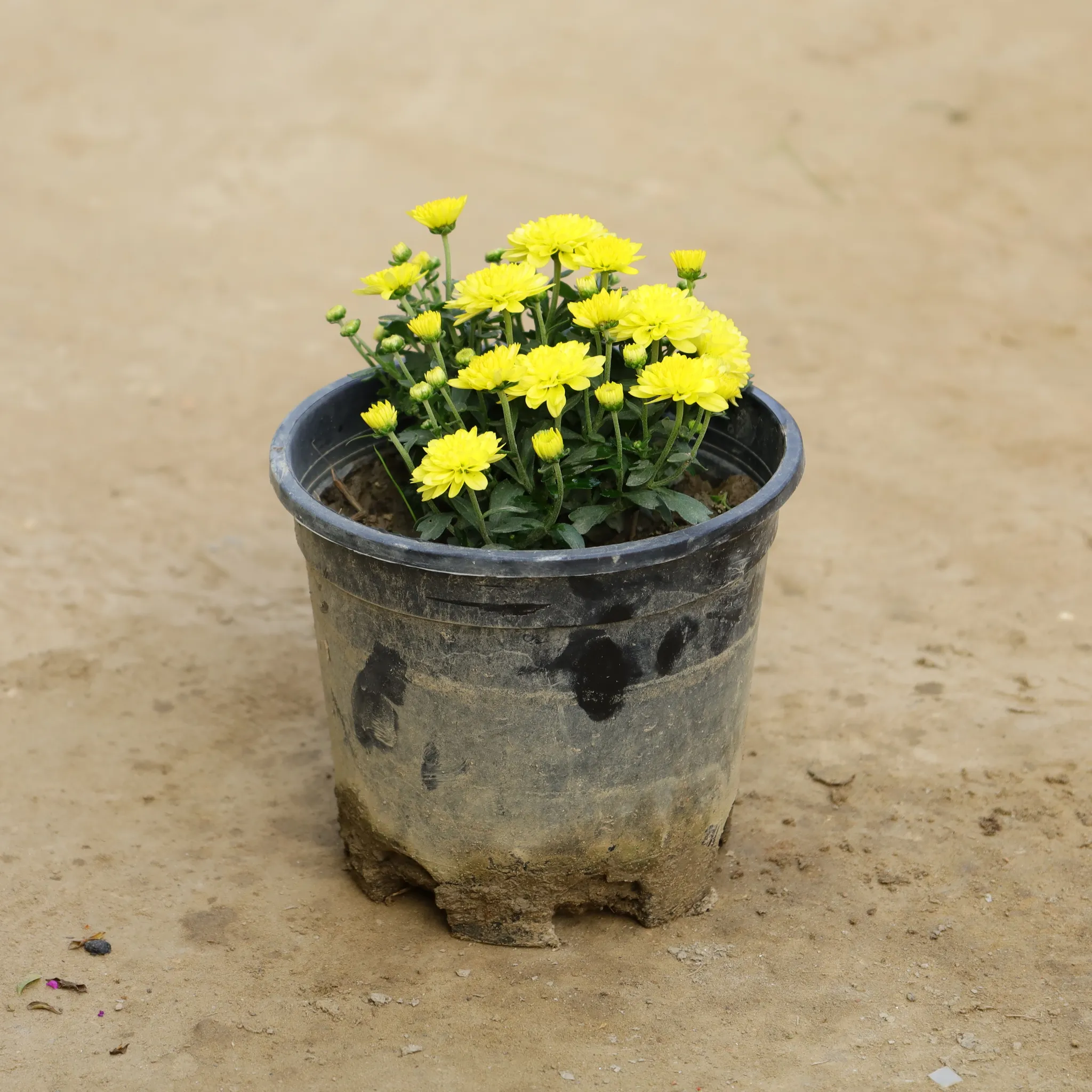 Chrysanthemum / Guldawari (Any Colour) in 6 Inch Nursery Pot
