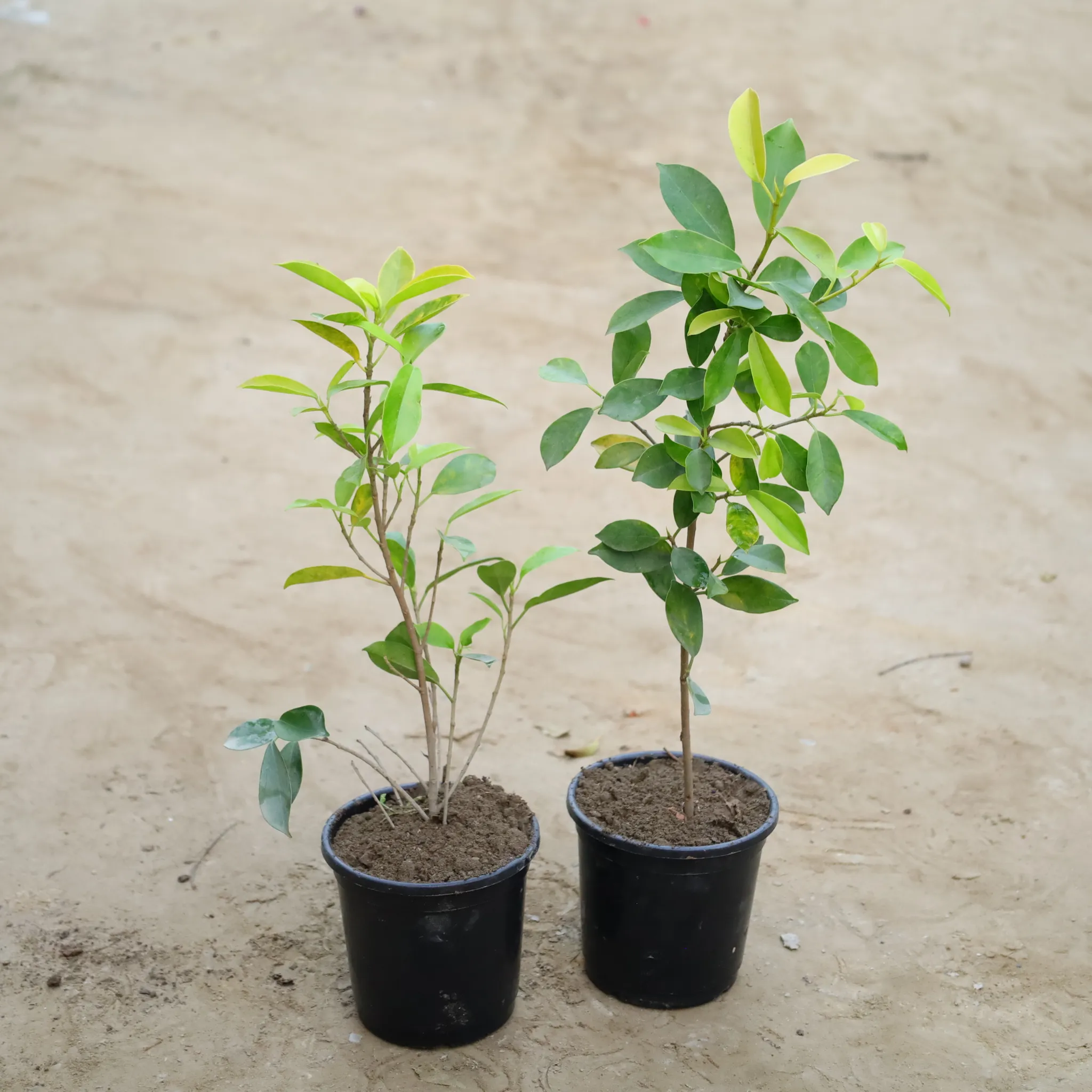 Set Of 2 - Ficus Panda in 6 Inch Nursery Pot