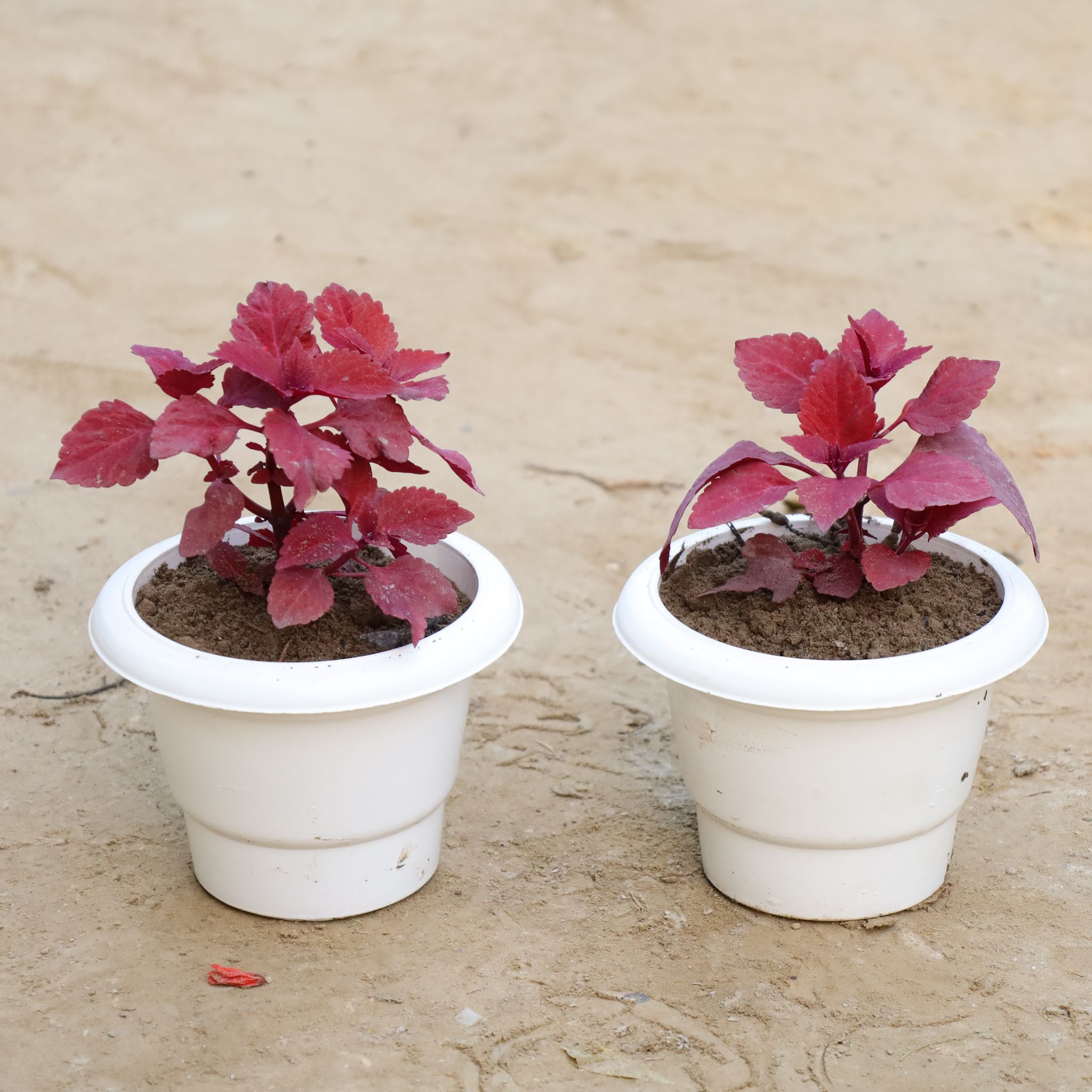 Set Of 2 - Red Coleus (Any Colour) in 6 Inch Nursery Pot