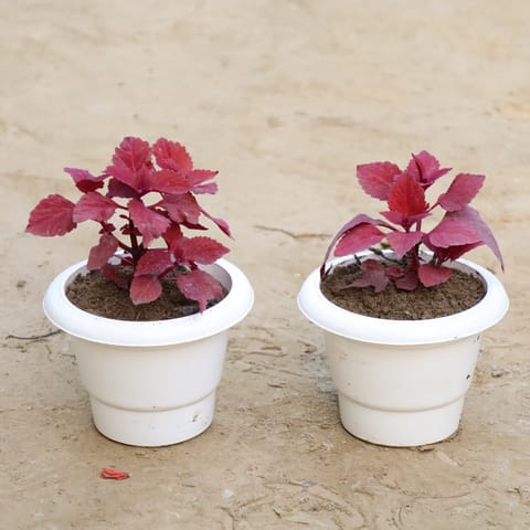 Set Of 2 - Red Coleus (Any Colour) in 6 Inch Nursery Pot