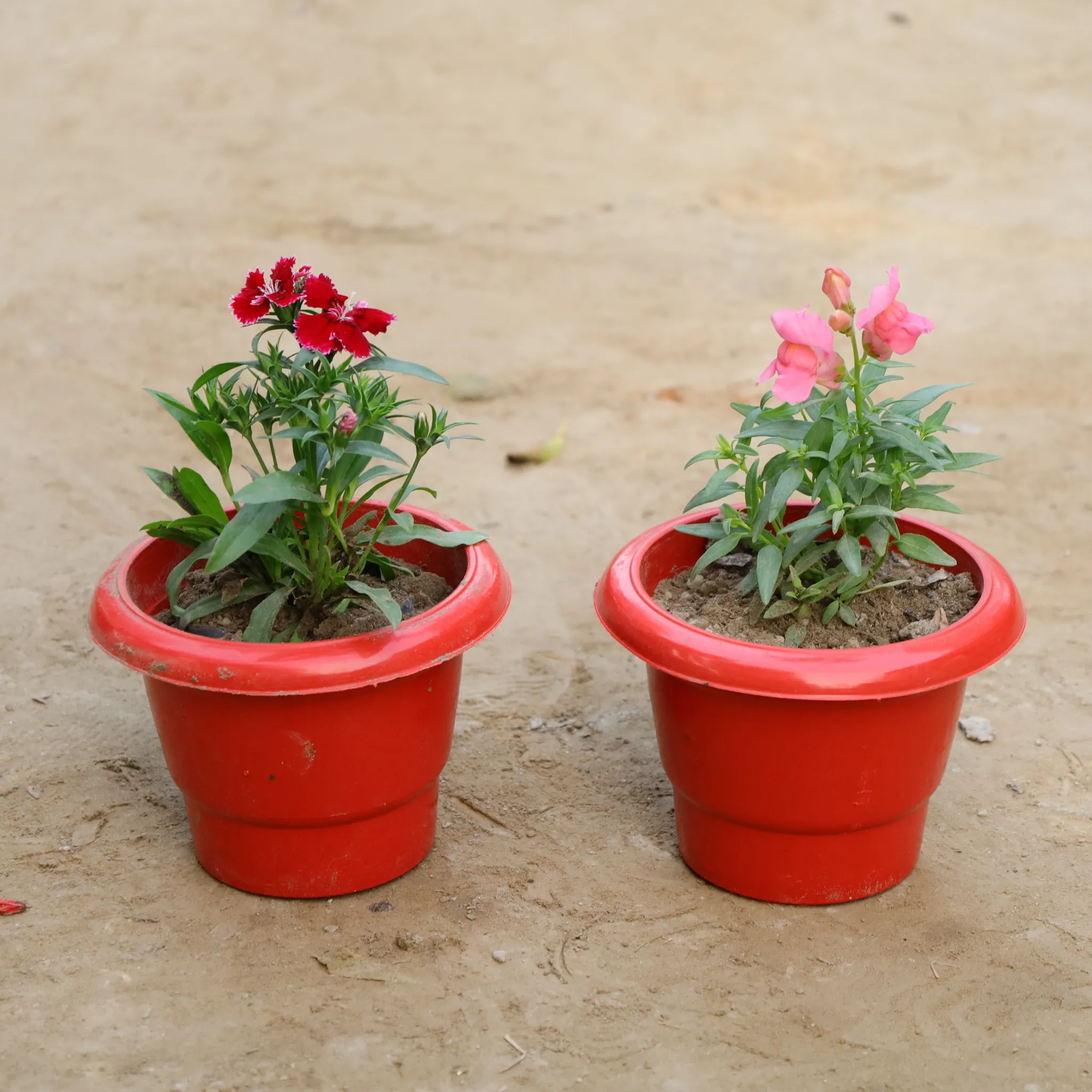 Set Of 2 - Dianthus in 6 Inch Nursery Pot