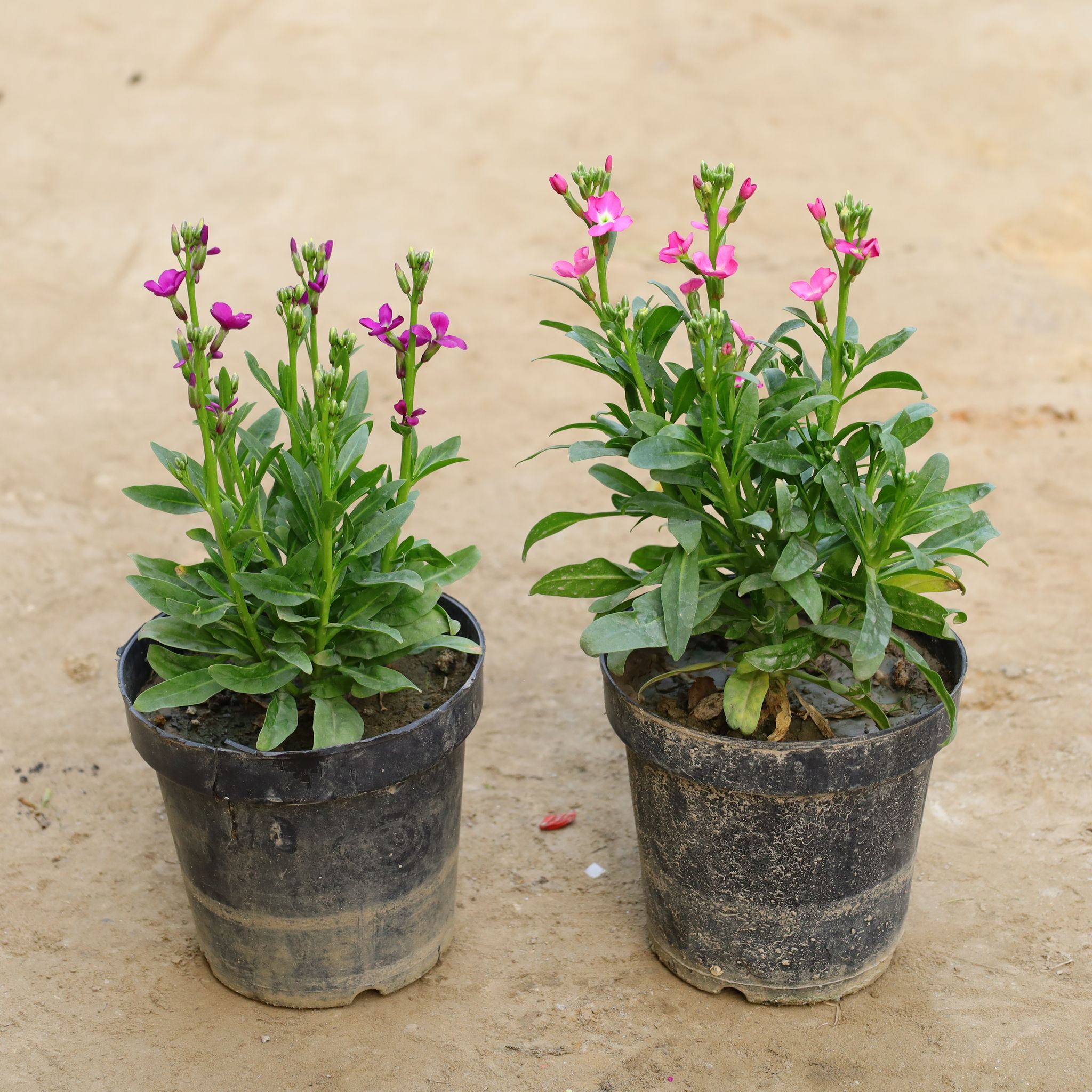 Set Of 2 - Stock (Any Colour) in 6 Inch Nursery Pot