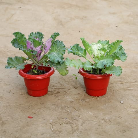 Set Of 2 - Kale in 6 Inch Nursery Pot