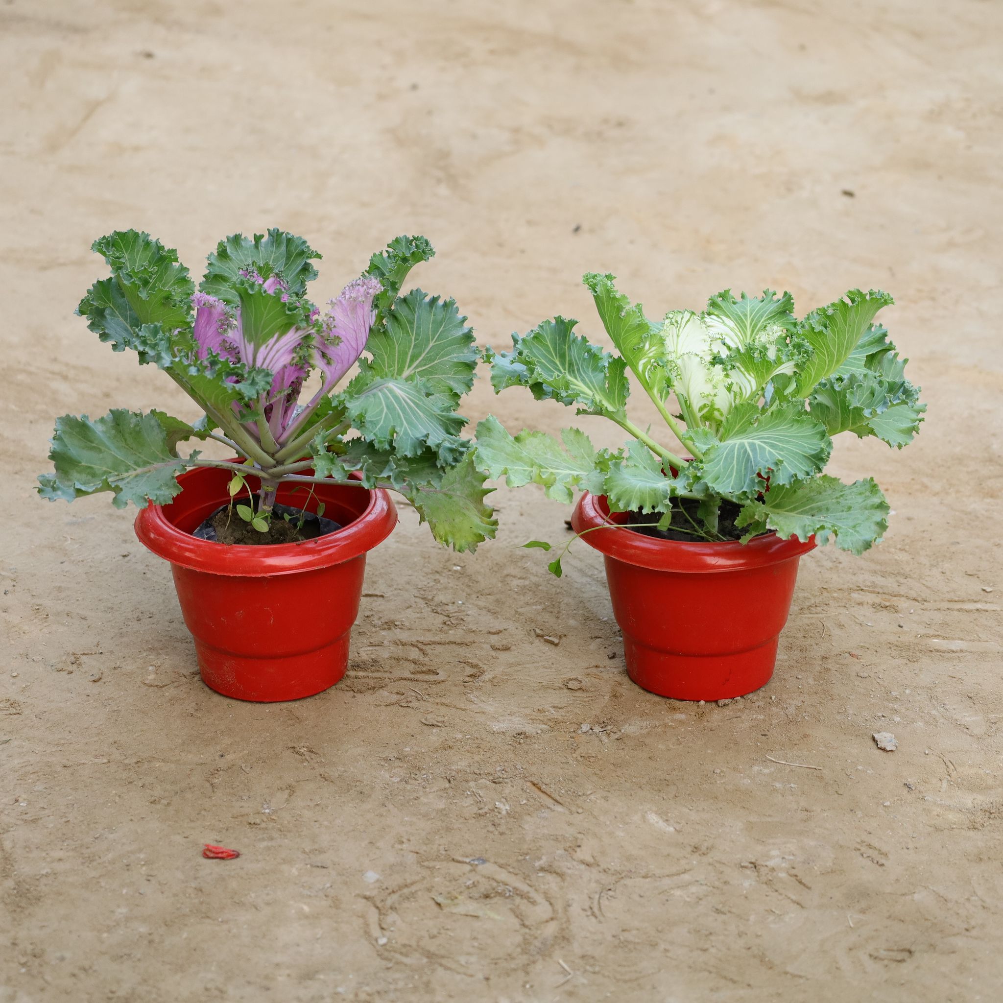 Set Of 2 - Kale in 6 Inch Nursery Pot