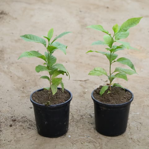 Set Of 2 - Bel Patra in 6 Inch Nursery Bag