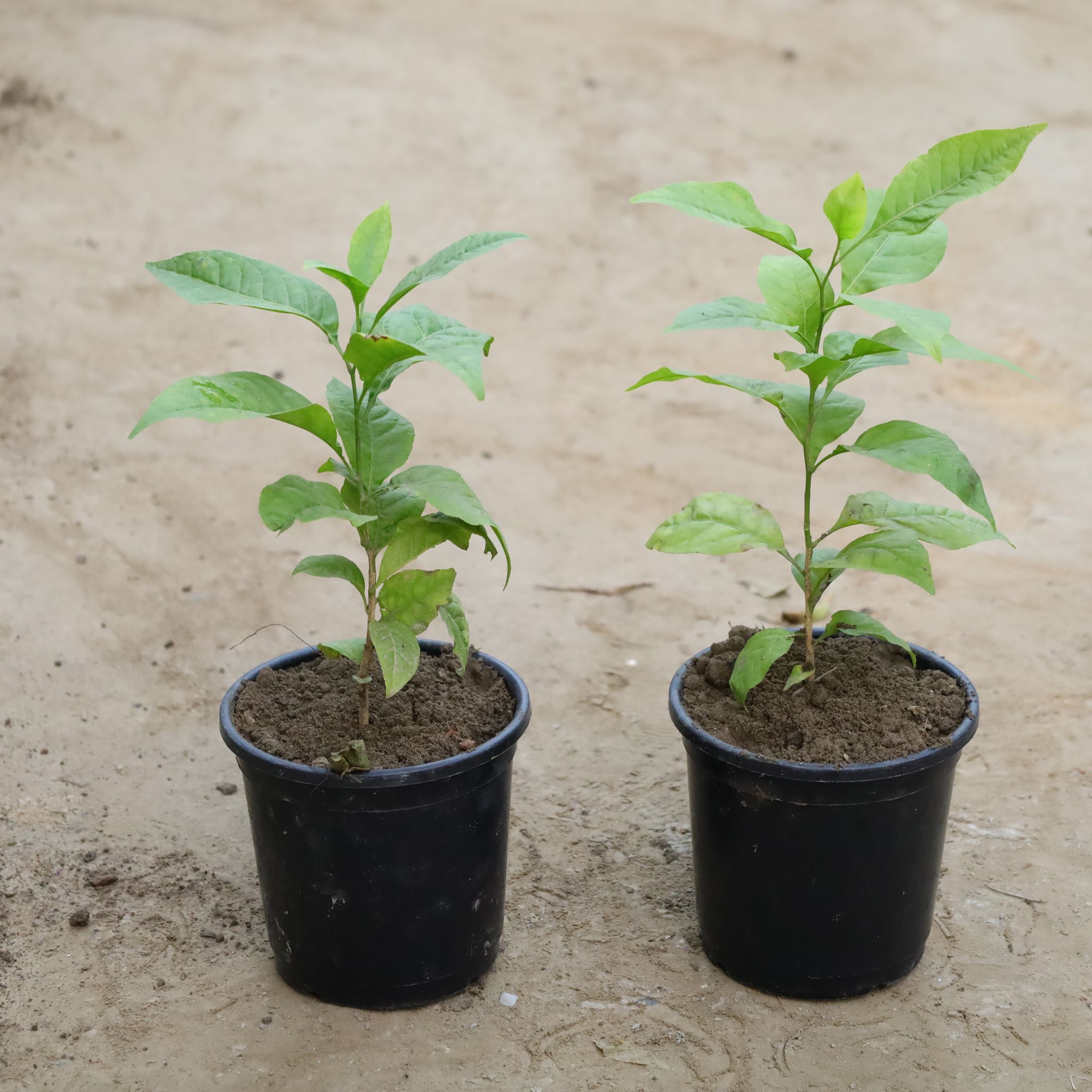 Set Of 2 - Bel Patra in 6 Inch Nursery Bag