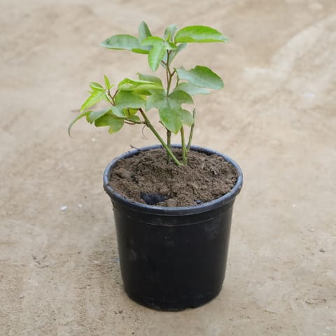 Rakhi Bel / Passiflora / Passionflower in 6 Inch Nursery Pot