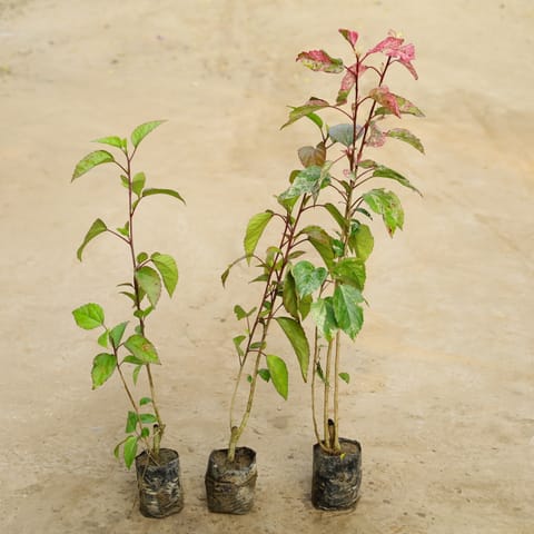 Set Of 3 - Hibiscus Desi / Gudhal Red & Varigated in 4 Inch Live Fresh Plant Nursery Bag in Nahur