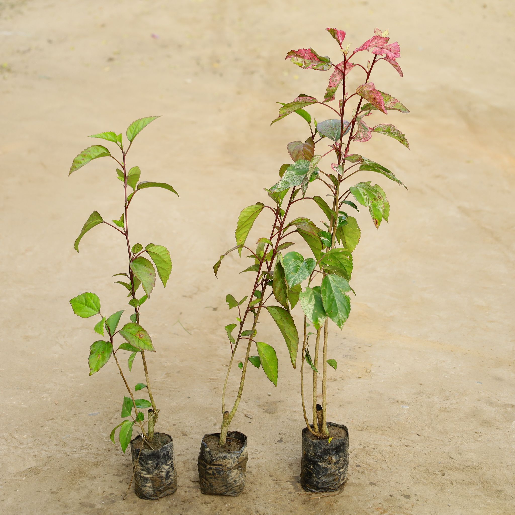 Set Of 3 - Hibiscus Desi / Gudhal Red & Varigated in 4 Inch Nursery Bag
