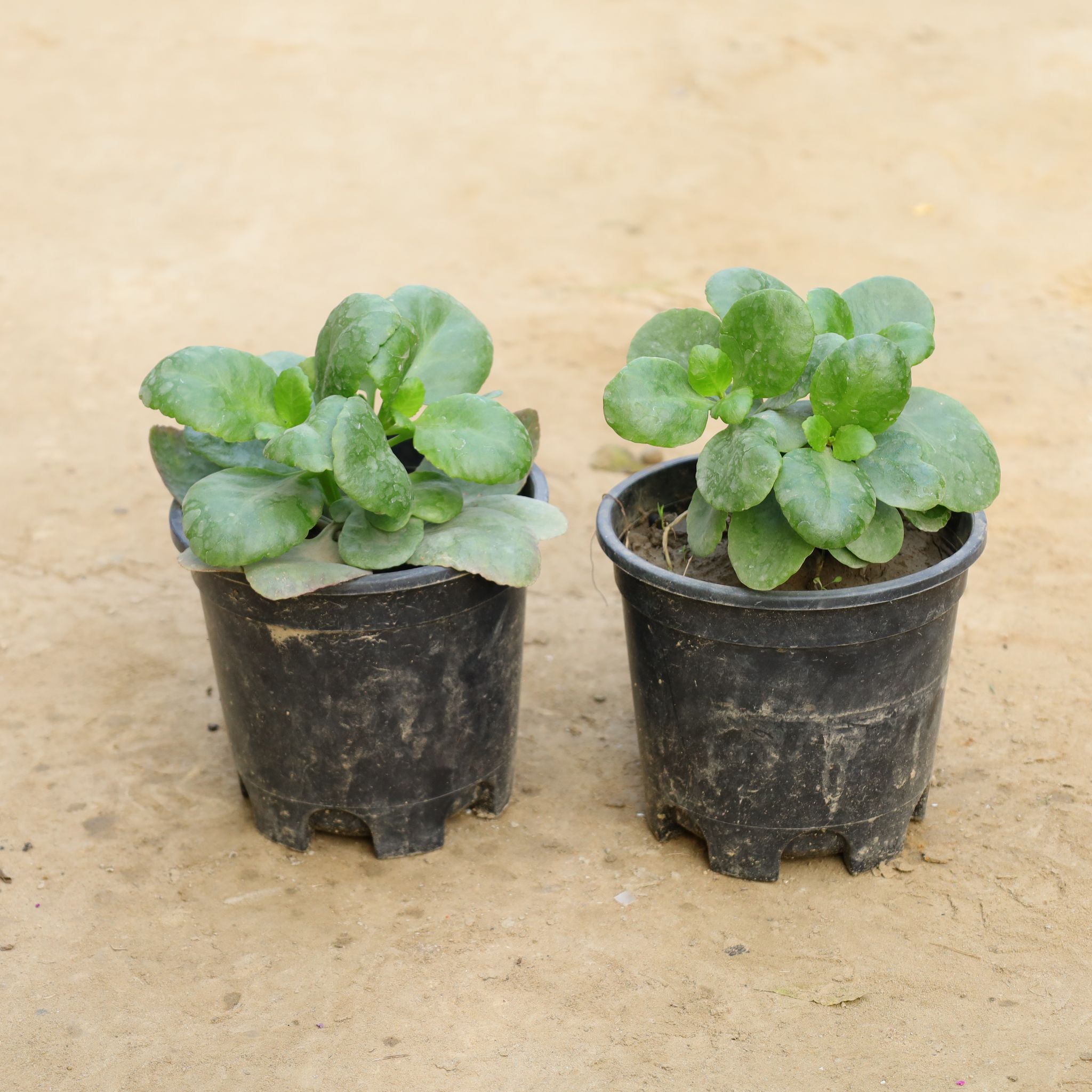 Set Of 2 - Kalanchoe (Any Colour) in 6 Inch Nursery Pot