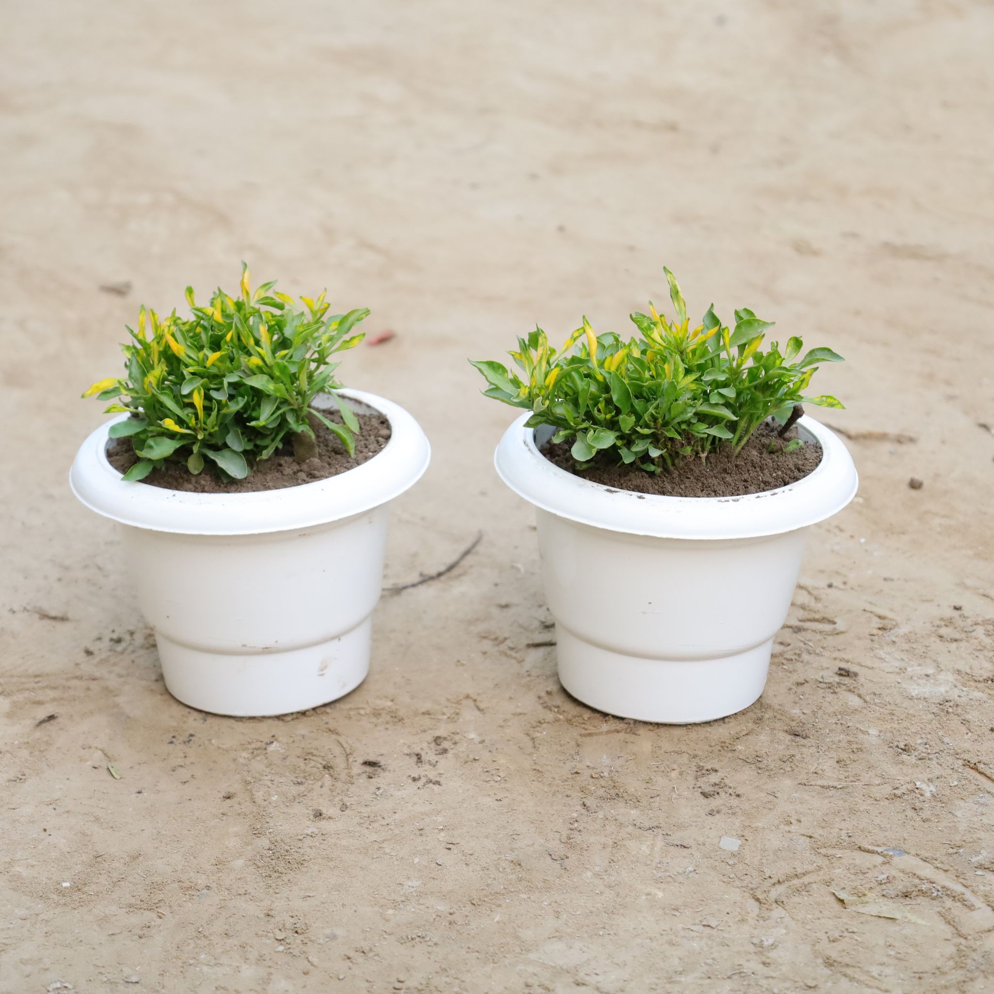 Set Of 2 - Alternanthera Green Varigated in 6 Inch Classy White Plastic Pot