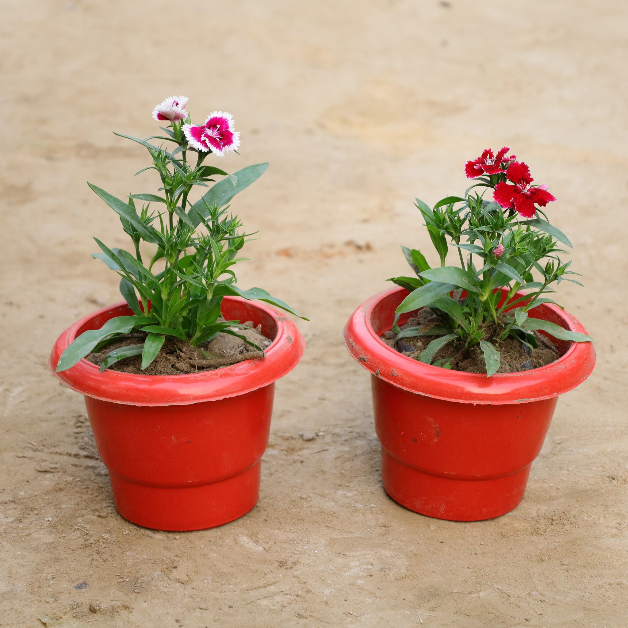 Set Of 2 - Dianthus in 6 Inch Classy Red Plastic Pot