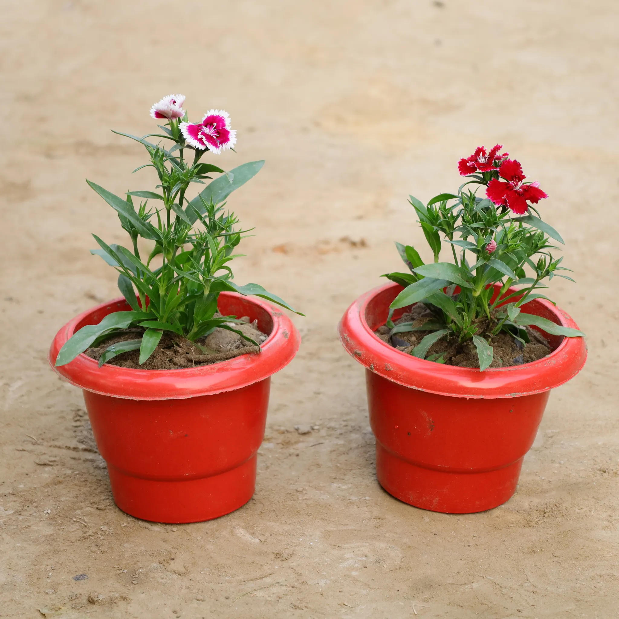 Set Of 2 - Dianthus in 6 Inch Classy Red Plastic Pot