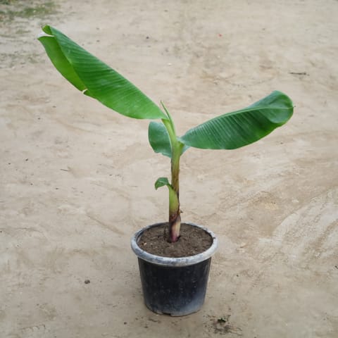 Hybrid Banana in 8 Inch Nursery Bag