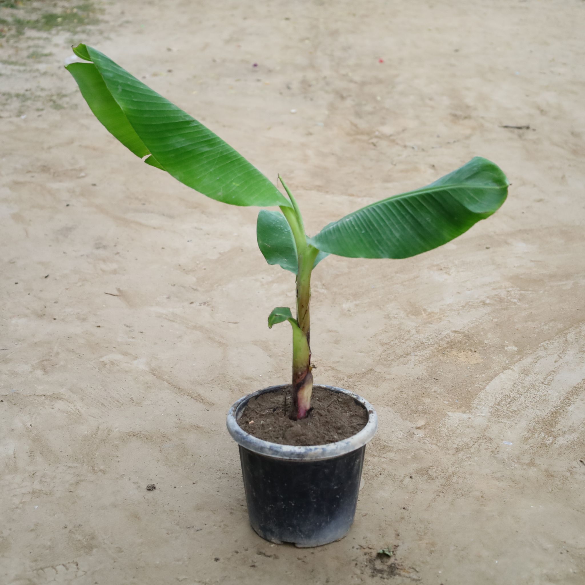 Hybrid Banana in 8 Inch Nursery Bag