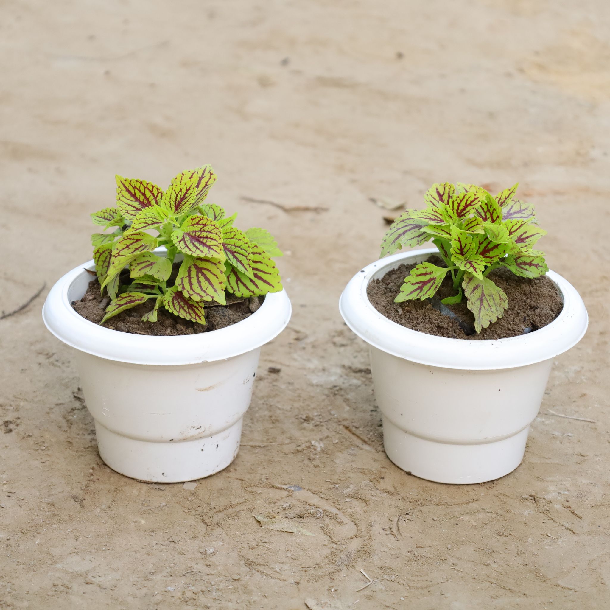 Set Of 2 - Coleus (Any Colour) Green in 6 Inch Nursery Bag