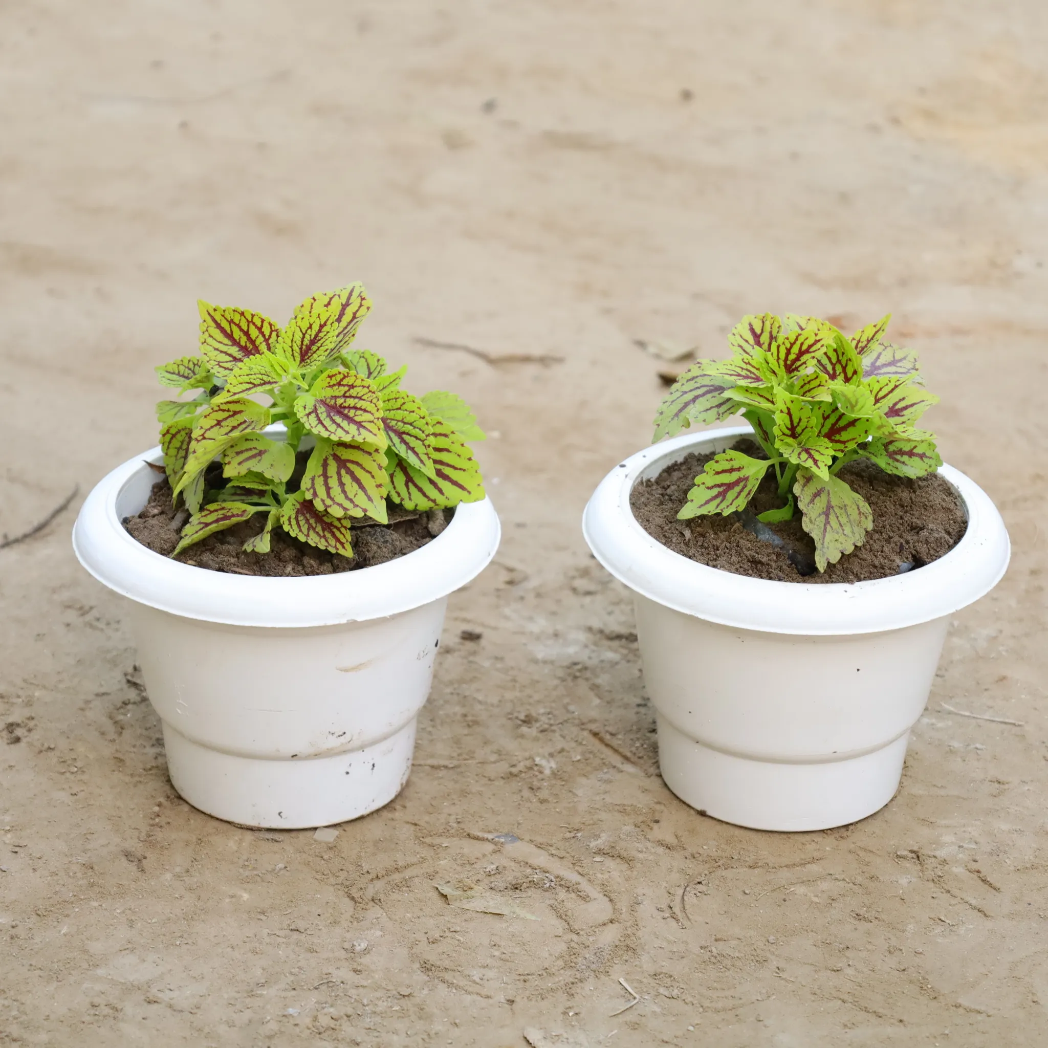 Set Of 2 - Coleus (Any Colour) Green in 6 Inch Nursery Bag