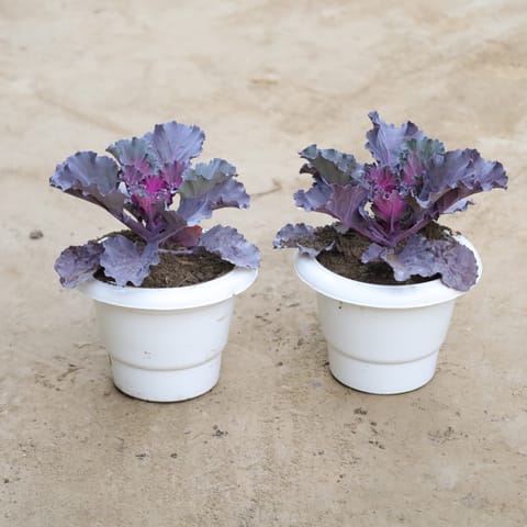 Set Of 2 - Kale Purple in 6 Inch Classy White Plastic Pot