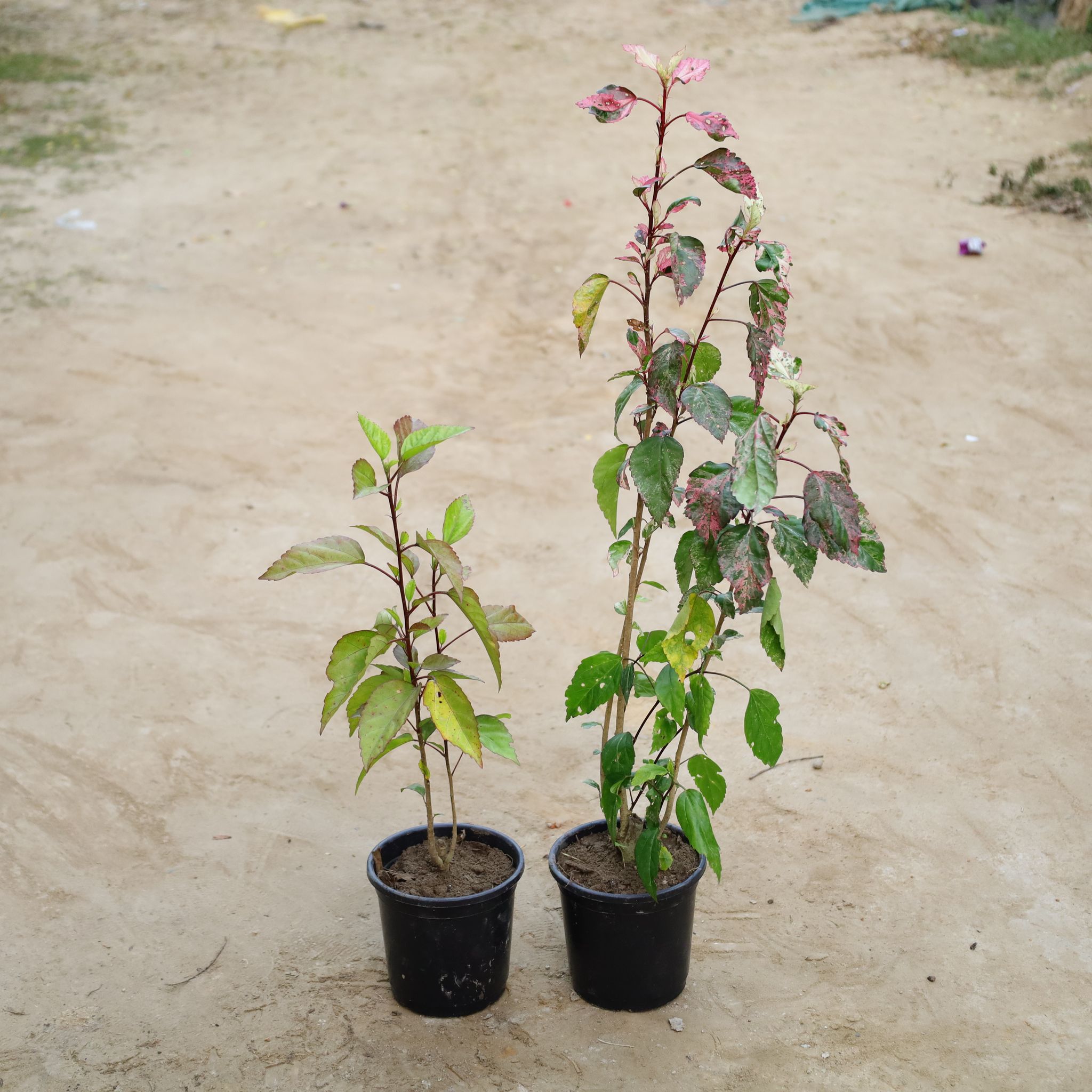 Set Of 2 - Hibiscus Desi / Gudhal Red in 6 Inch Nursery Pot