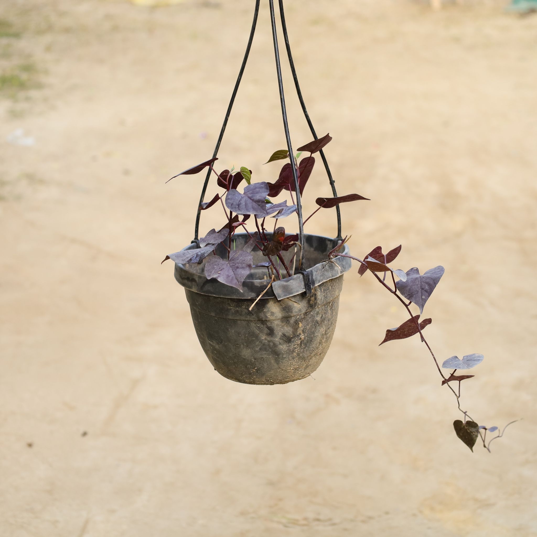Sweet Potato Black in 6 Inch Hanging Pot (Any Colour)