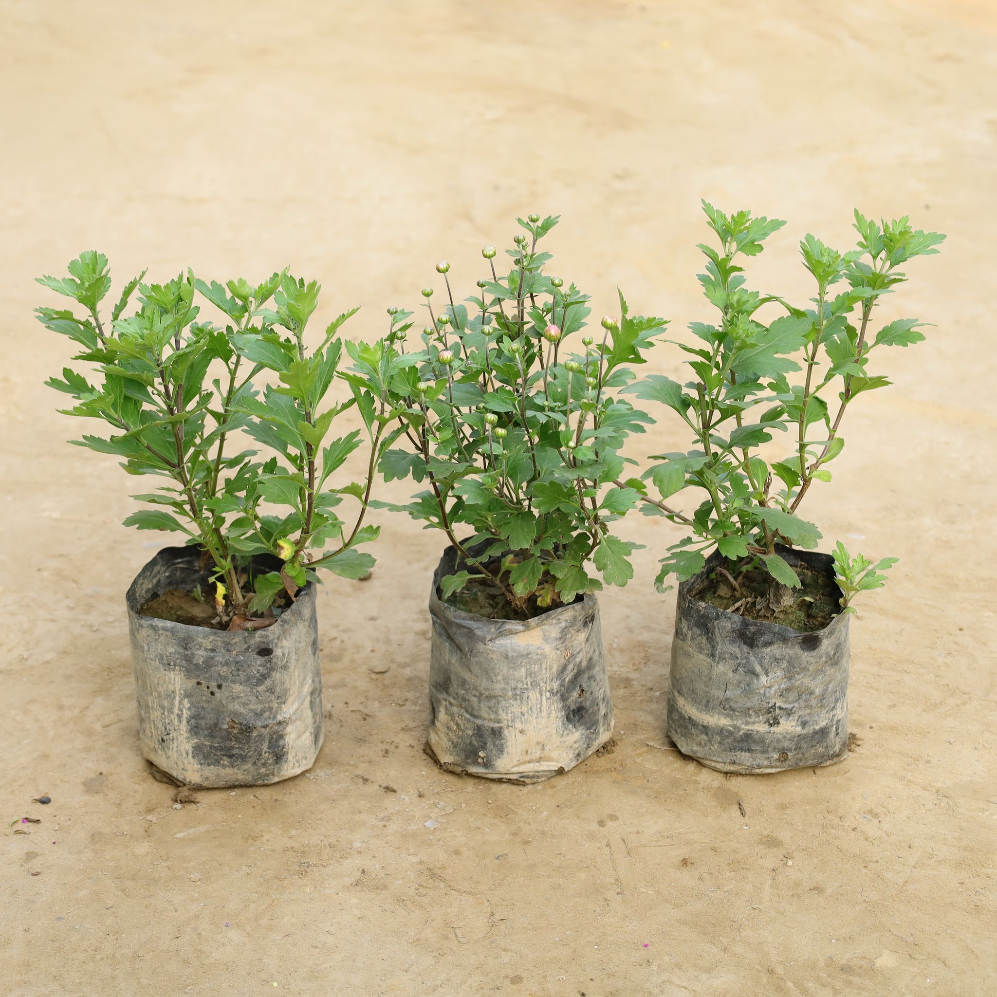 Set Of 3 - Chrysanthemum / Guldawari (Any Colour) in 7 Inch Nursery Bag
