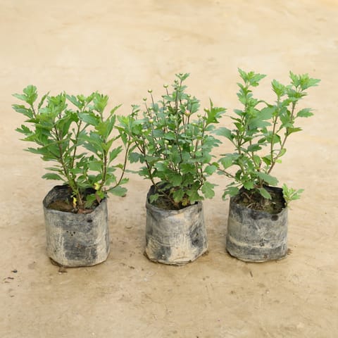 Set Of 3 - Chrysanthemum / Guldawari (Any Colour) in 7 Inch Nursery Bag