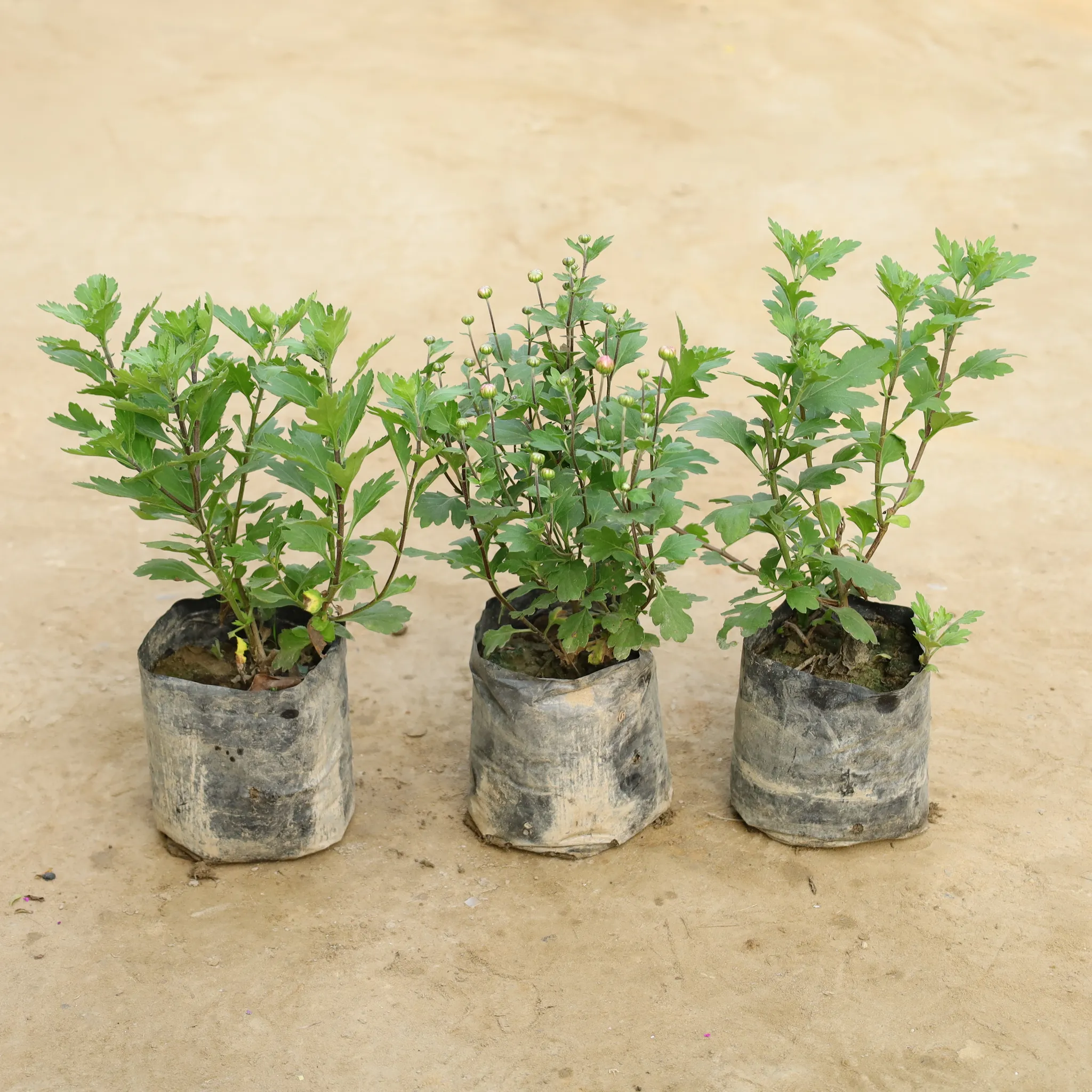 Set Of 3 - Chrysanthemum / Guldawari (Any Colour) in 7 Inch Nursery Bag