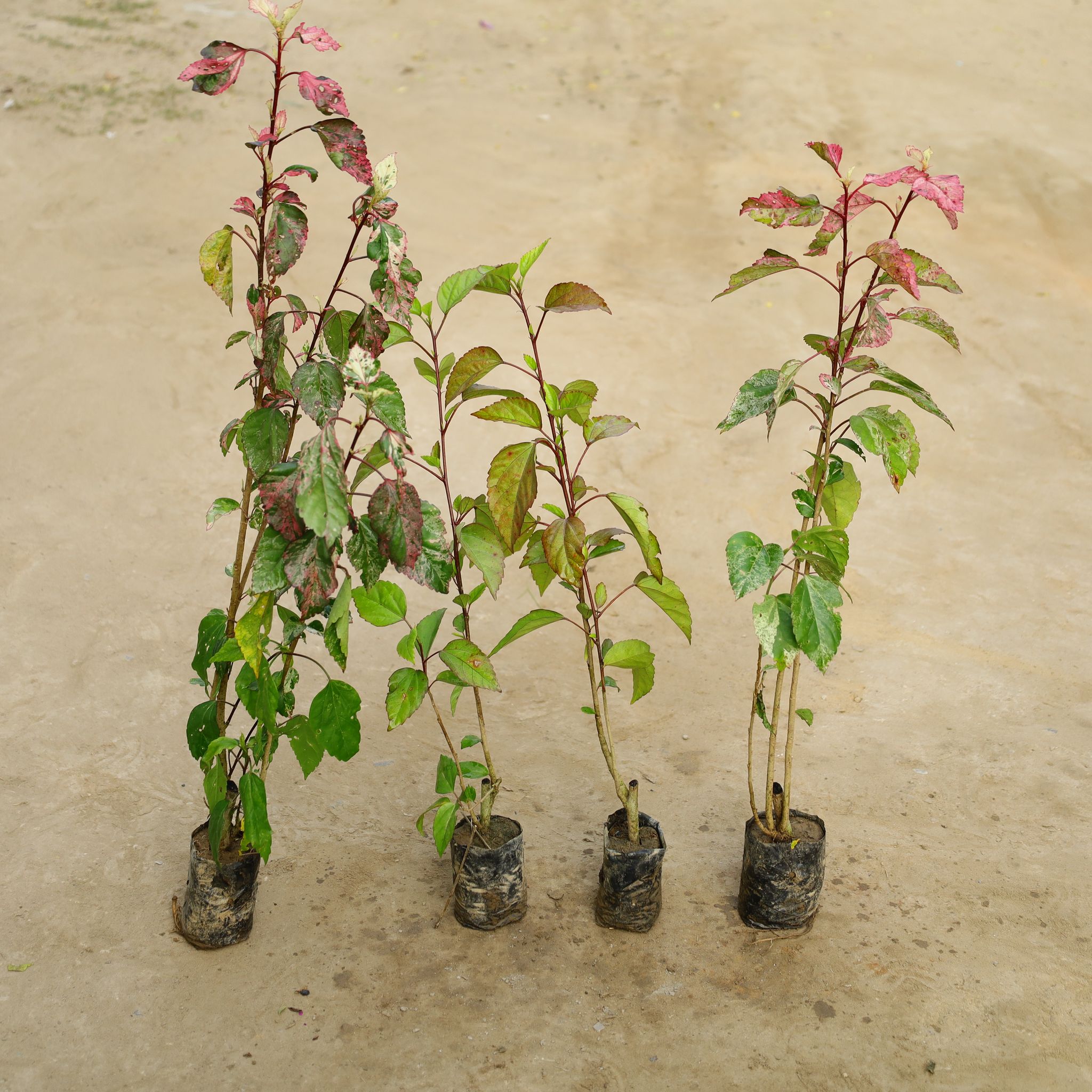 Set Of 4 - Hibiscus Desi / Gudhal Red& Varigated in 4 Inch Nursery Bag