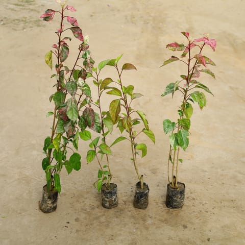 Set Of 4 - Hibiscus Desi / Gudhal Red& Varigated in 4 Inch Nursery Bag