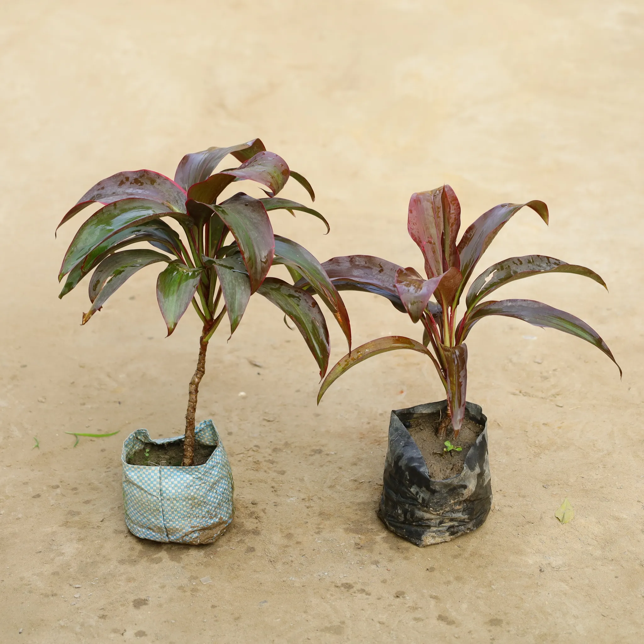 Set Of 2 - Dracaena Rosea in 4 Inch Nursery Bag