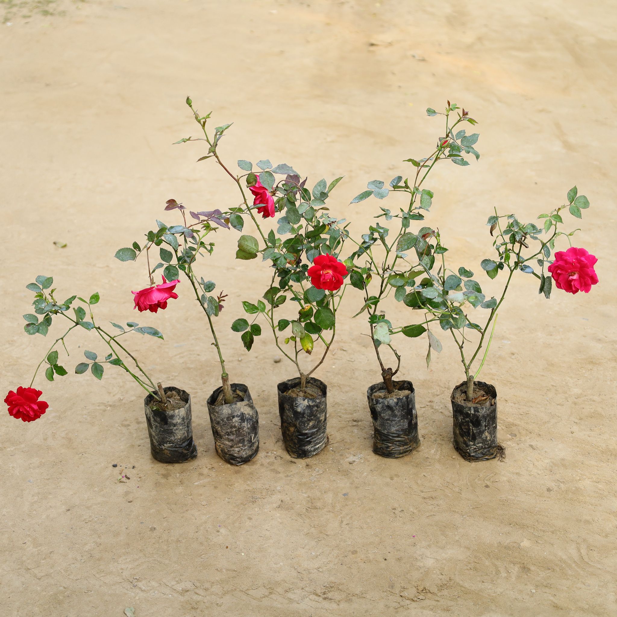 Set Of 5 - Desi Gulab / Rose (Any Colour) in 4 Inch Nursery Bag
