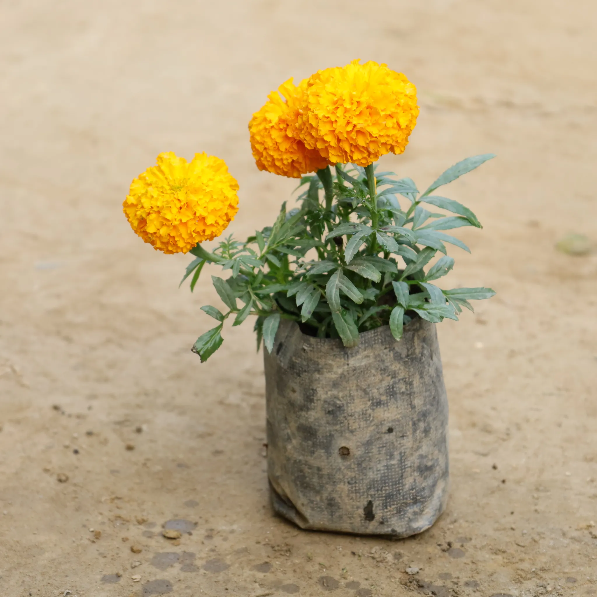 Marigold / Genda (Any Colour) in 4 Inch Nursery Bag